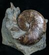 Hoploscaphite Ammonite With Preserved Jaws #6102-1